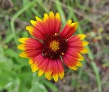 red yellow Blanket Flower Firewheel