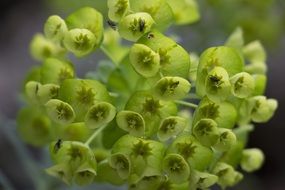 green spherical inflorescence close-up