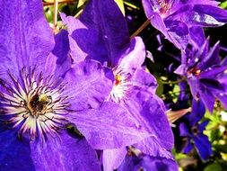 violet clematis blossoms