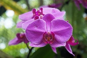 perfect orchid flowers