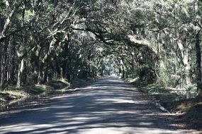 landscape of soil Road through Forest in usa, South Carolina