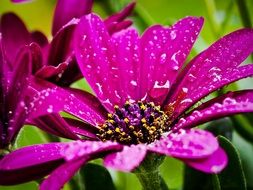 violet daisies after rain