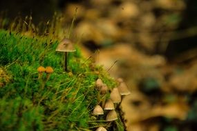 Fungus on Forest floor at Fall, macro