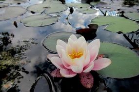 Beautiful lotus flower in the lake