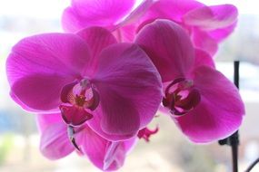 purple moth Orchid Flowers