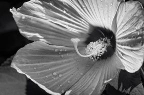 black and white photo of blooming hibiscus