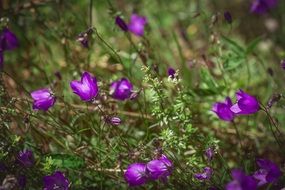 closeup view of bright purple flowers of round bells