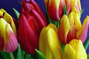 bouquet of colorful multi-colored tulips close-up