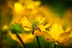 yellow celandine flowers