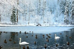 landscape of swans on a frozen pond