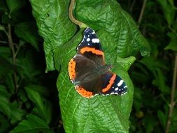 Admiral Butterfly on green leaf