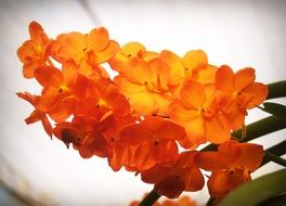 variation of orchid flower