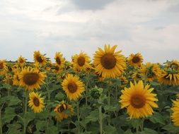 incomparable yellow Sunflower