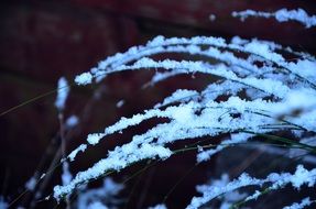 thin branches in the snow close-up