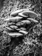 magnificent Fungi Tree