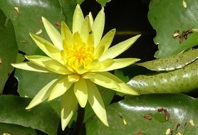 bright yellow water lily in the sunlight