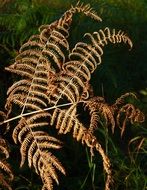 Herbstfarn Dead