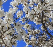 white magnolia against a clear blue sky