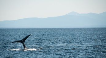 black whale tail over the ocean