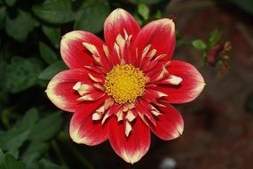 open Red Flower of Dahlia with Yellow center