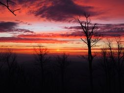 Morning Winter Trees