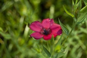 Pink flower on the green meadow
