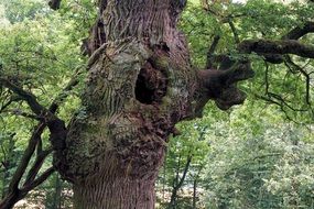 hollow in an old oak