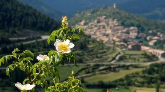 fascinating Spring White Flowers