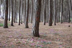 handsome Forest without foliage