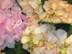 decorative hydrangea flowers