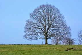 Individually Tree