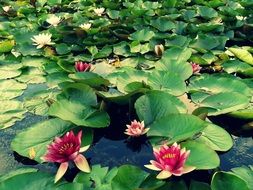 maroon lily on the pond