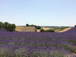 Lavender Fields Nature