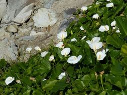 white flowers near a stone in south africa