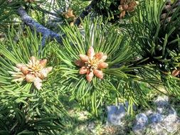 Pine trees in spring