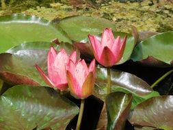 three Pink half open Water Lilies