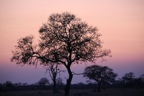 delightful Africa Sunset