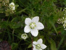 White Flower blooms in green leaves