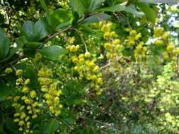 Berberis Bush in Bloom