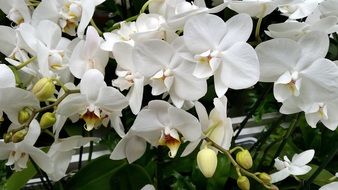 Beautiful white blossoming orchids