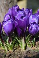 spring purple crocuses on the flowerbed