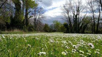 white daisies in a green meadow near the trees