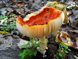 red mushroom on dry foliage closeup