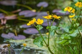 Caltha Palustris Swamp