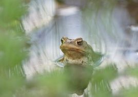 Macro photo of the frog in the pool in spring