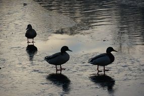 Ducks on Winter Lake