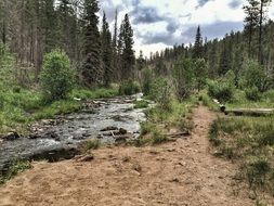 stormy stream in a pine forest