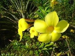 Close-up of the beautiful bright yellow flowers and green leaves in the sunlight in Brazil