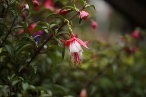 fuchsia is a shrub with bright flowers