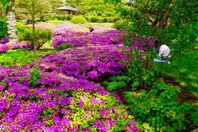 Landscape of Japanese Botanic Garden